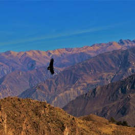 Condor au dessus du Canyon de Colca, région d'Arequipa.